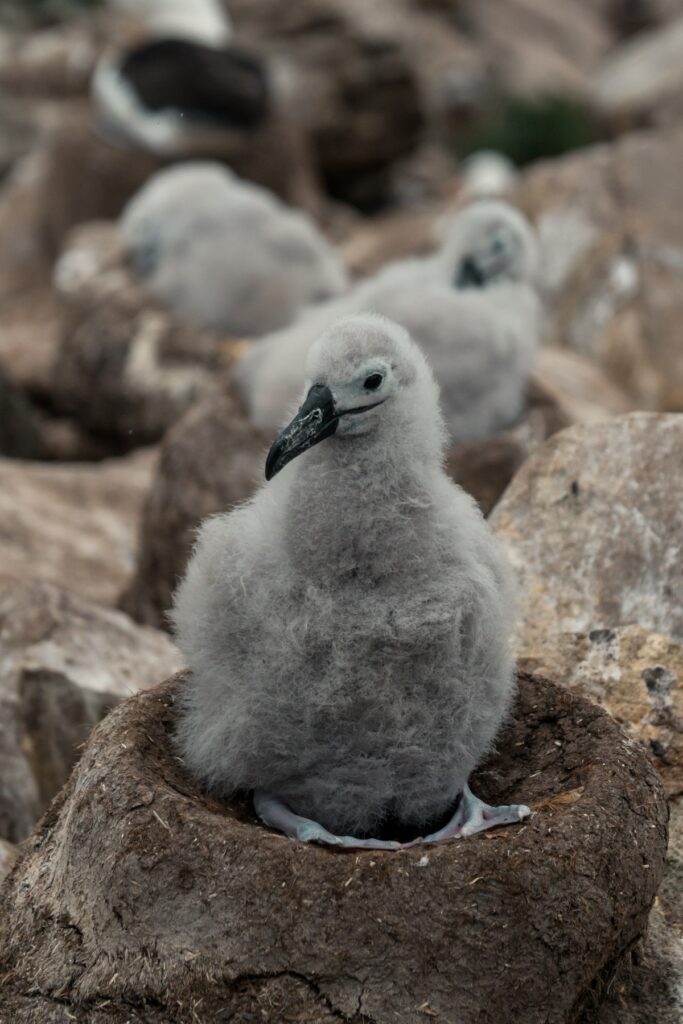 albatross Saunders Island 
