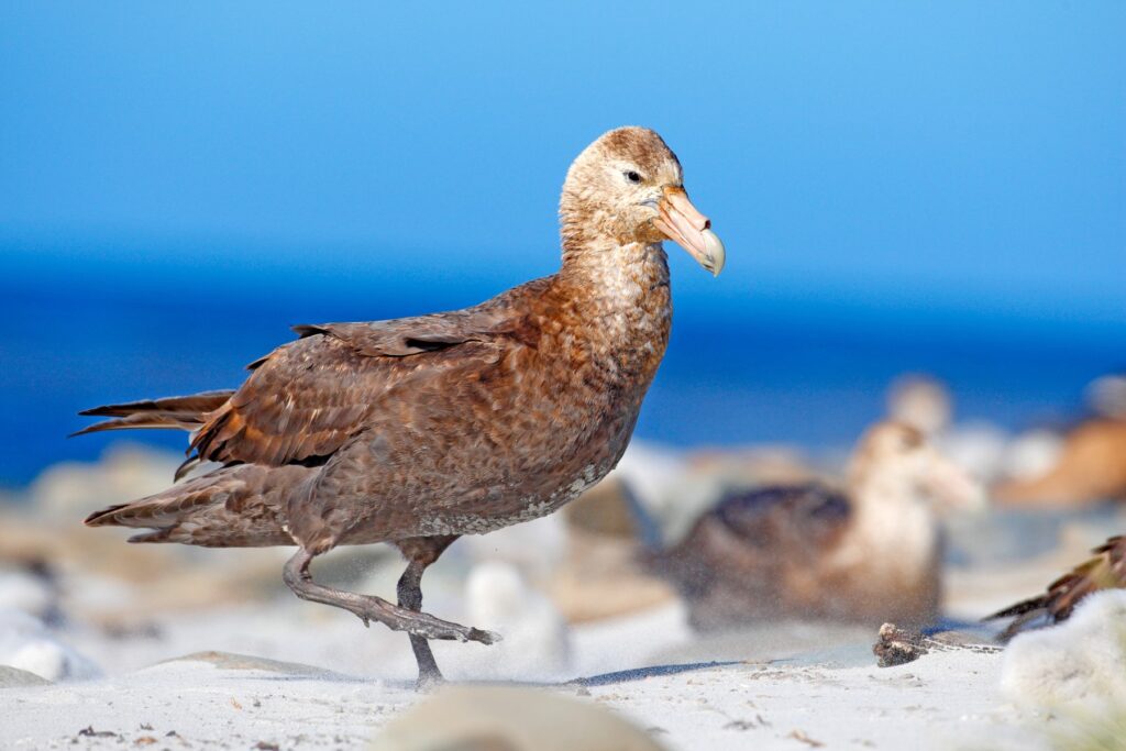 This image has an empty alt attribute; its file name is giant_petrel_Falkland_Islands_Shutterstock_Ondrej_Prosicky-1024x683.jpg