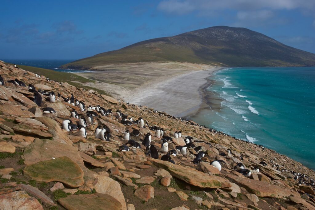 This image has an empty alt attribute; its file name is rockhopper_penguins__Falkland_Islands_Shutterstock_JeremyRichards-1-1024x683.jpg