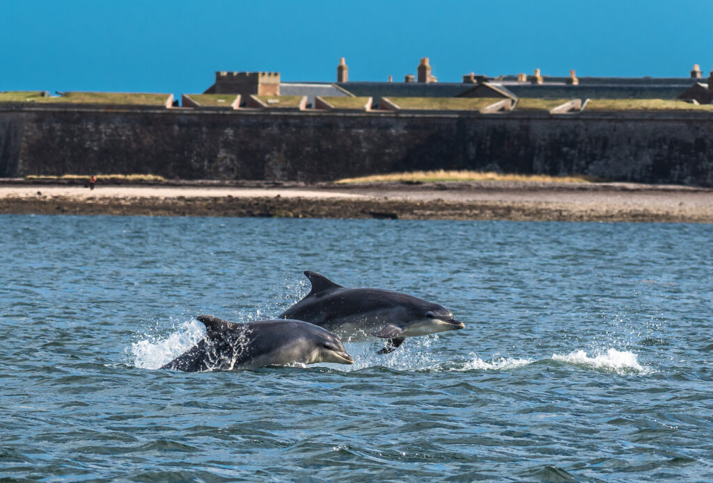 dolphins Loch Ness Moray Firth 