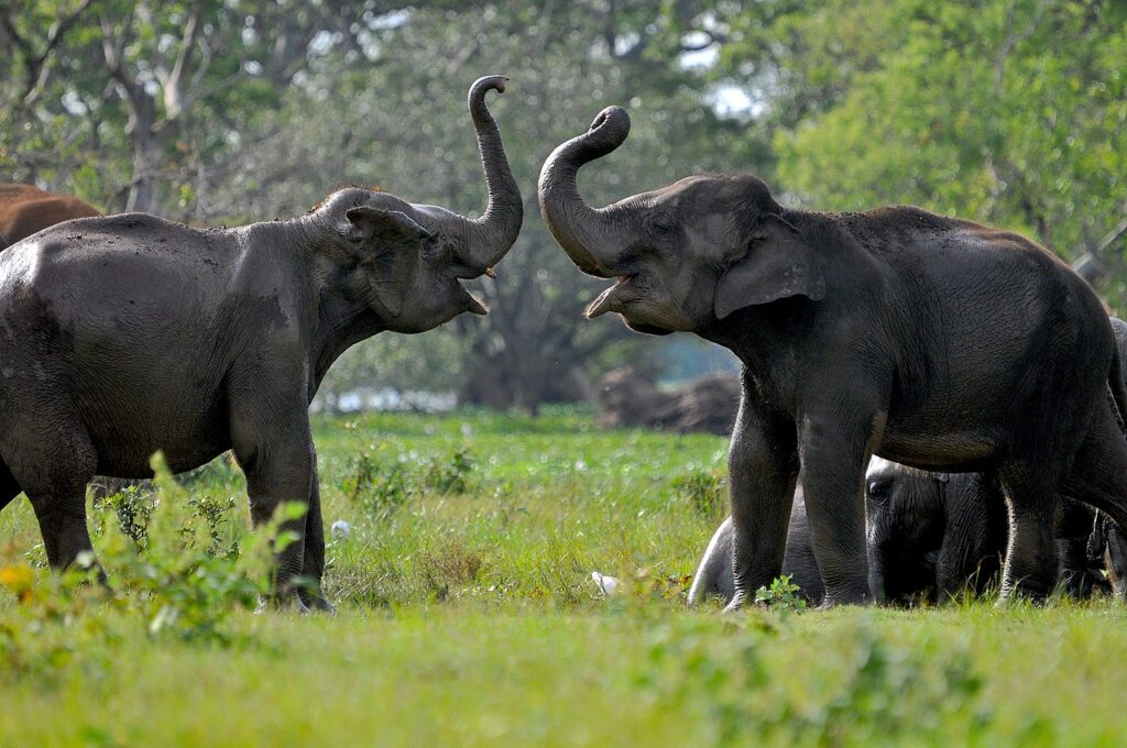 Yala National Park