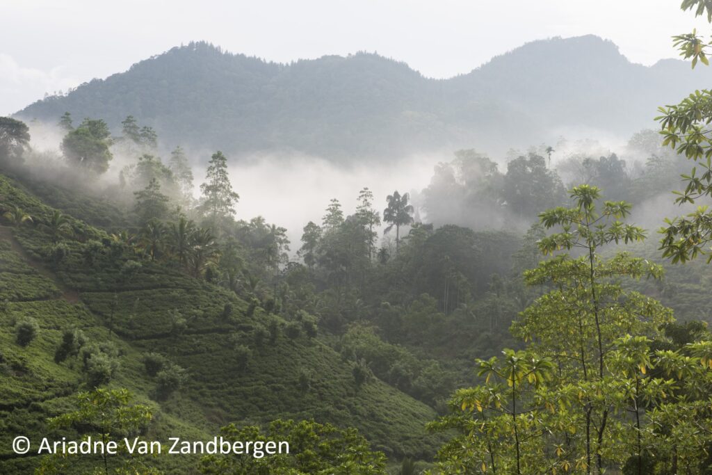 This image has an empty alt attribute; its file name is Sinharaja_National_Park_Sri_Lanka_Ariadne_Van_Zandbergen-1024x683.jpg