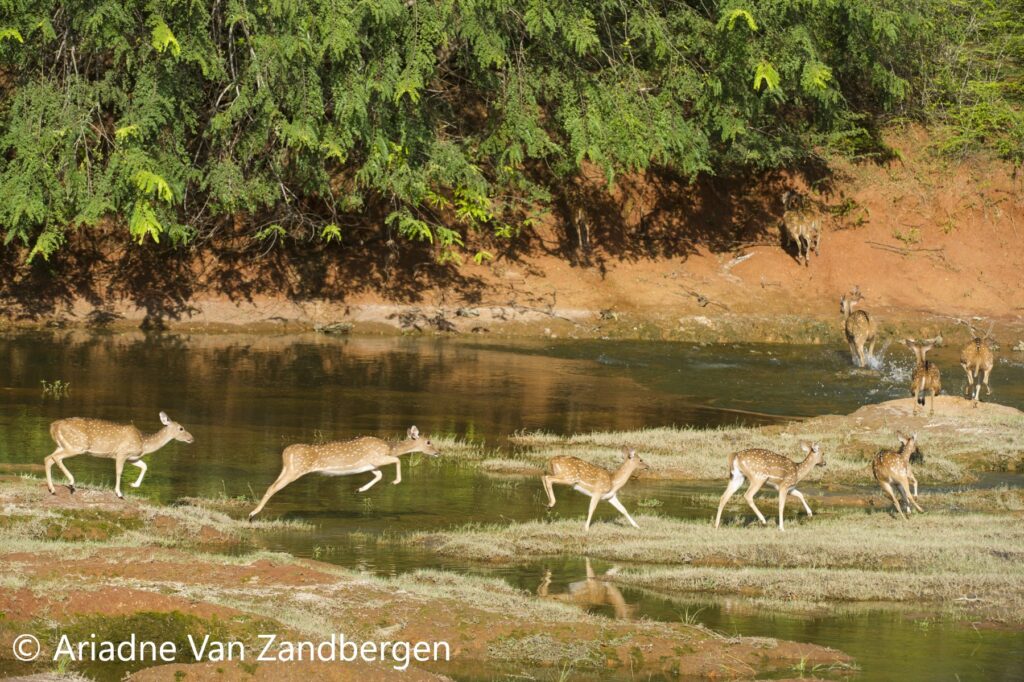 This image has an empty alt attribute; its file name is Yala_National_Park_Sri_Lanka_Ariadne_Van_Zandbergen-1024x682.jpg