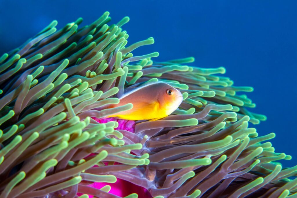 Clownfish diving Mozambique 