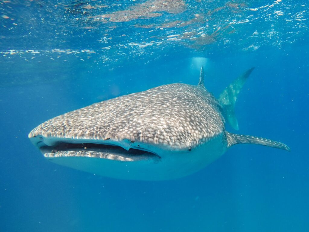 whale shark diving Mozambique 