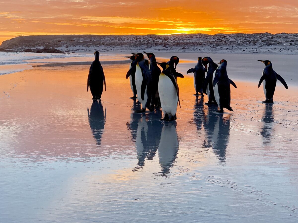 falkland islands travel guide