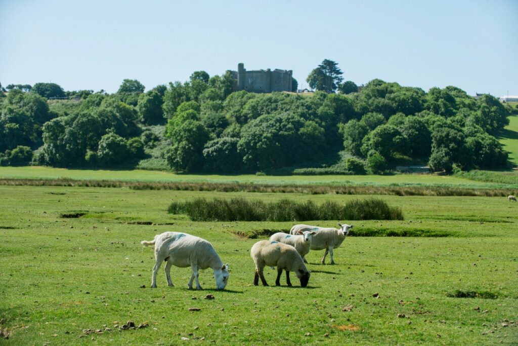This image has an empty alt attribute; its file name is saltmarsh_lamb_gower_South_Wales_Visit_Wales-1024x683.jpg