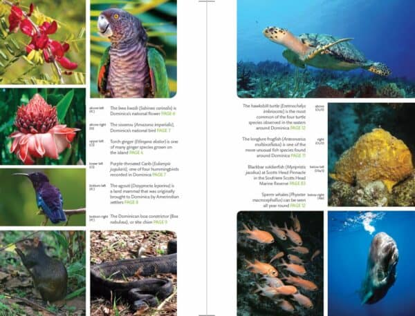 Bradt Dominica Guidebook - Image 5