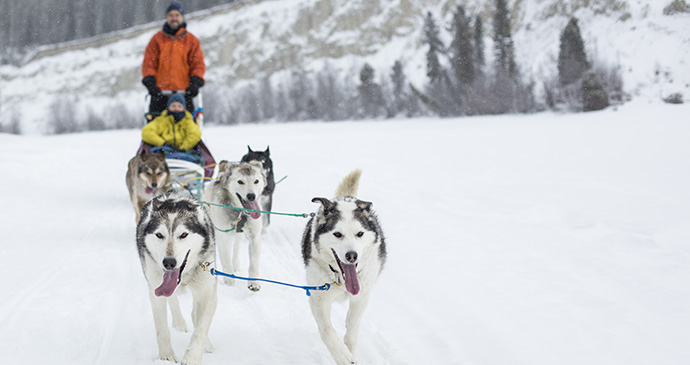 A boy dog sleds in the snow in Canada 