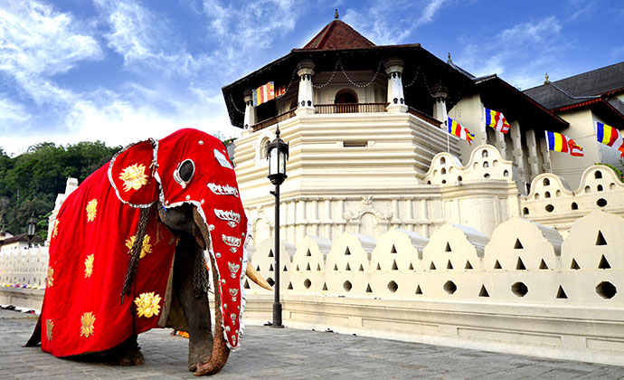 An elephant strolls through the streets of Kandy in Sri Lanka 