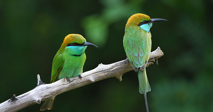 Green bee eaters sit on a branch in Wilpattu National Park in Sri Lanka 