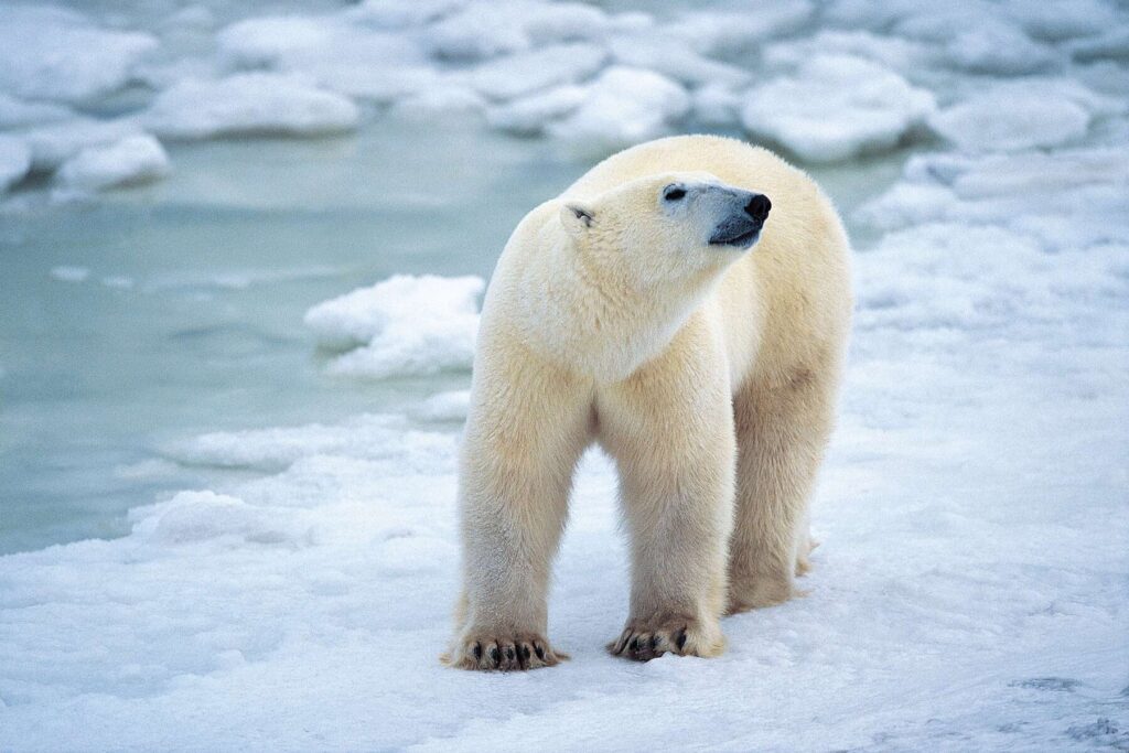 Polar bear on the ice in Svalbard. 