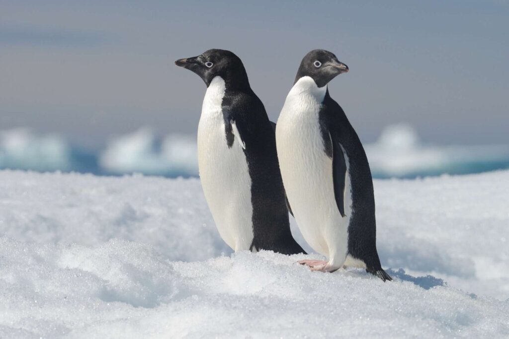 Two Adelie penguins stand in the snow in Antarctica 