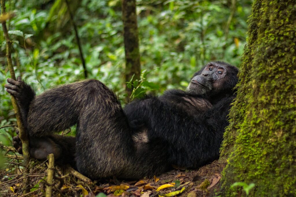A chimpanzee lazes by a tree in Uganda