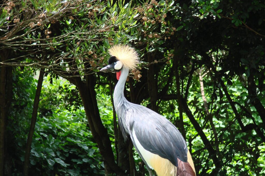 Crown crane bird in a forest in Uganda 