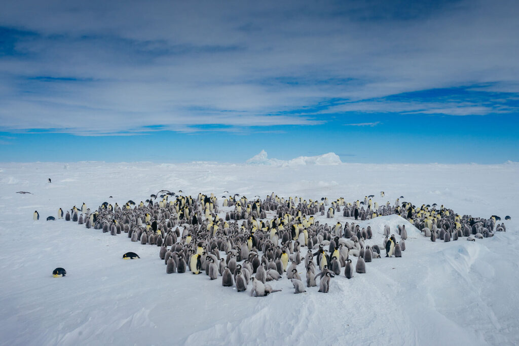 Hundreds of emperor penguins gather on the ice in Antarctica 