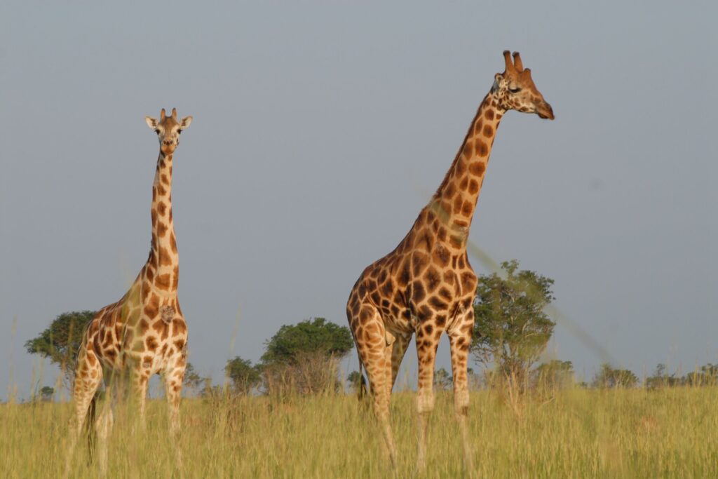 Two giraffes Uganda 