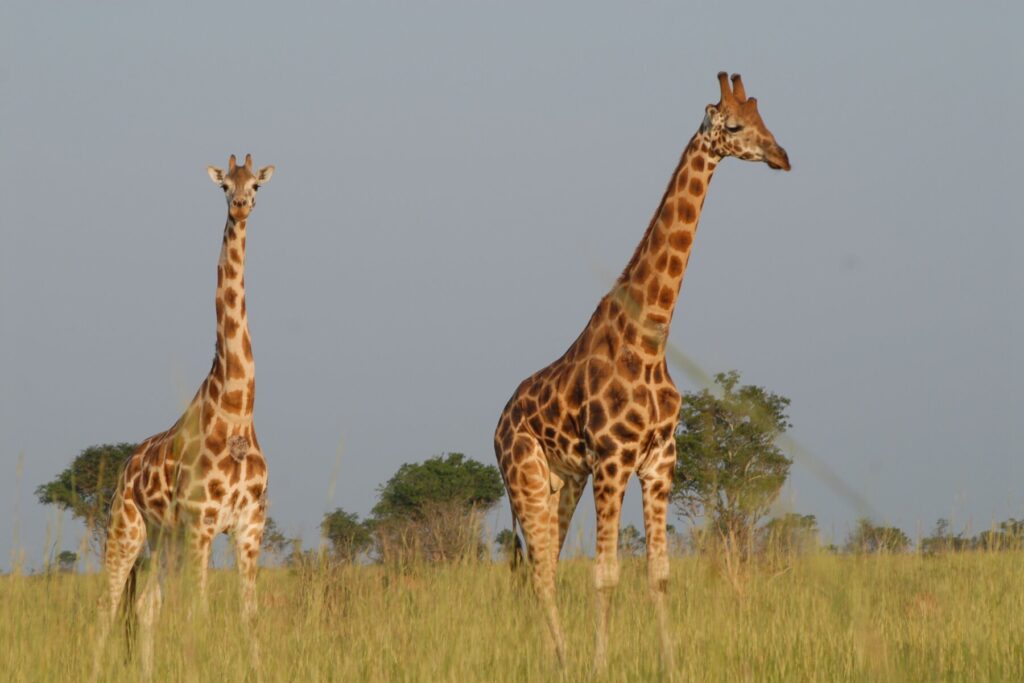 Two giraffes Uganda
