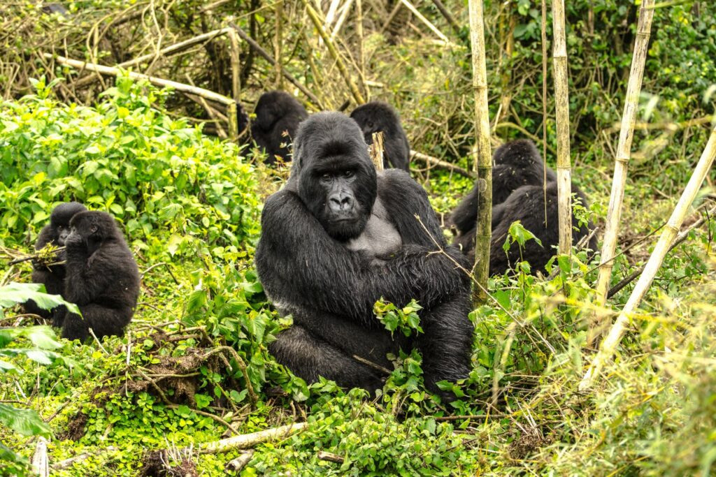 A group of gorillas sit in a forest in Rwanda