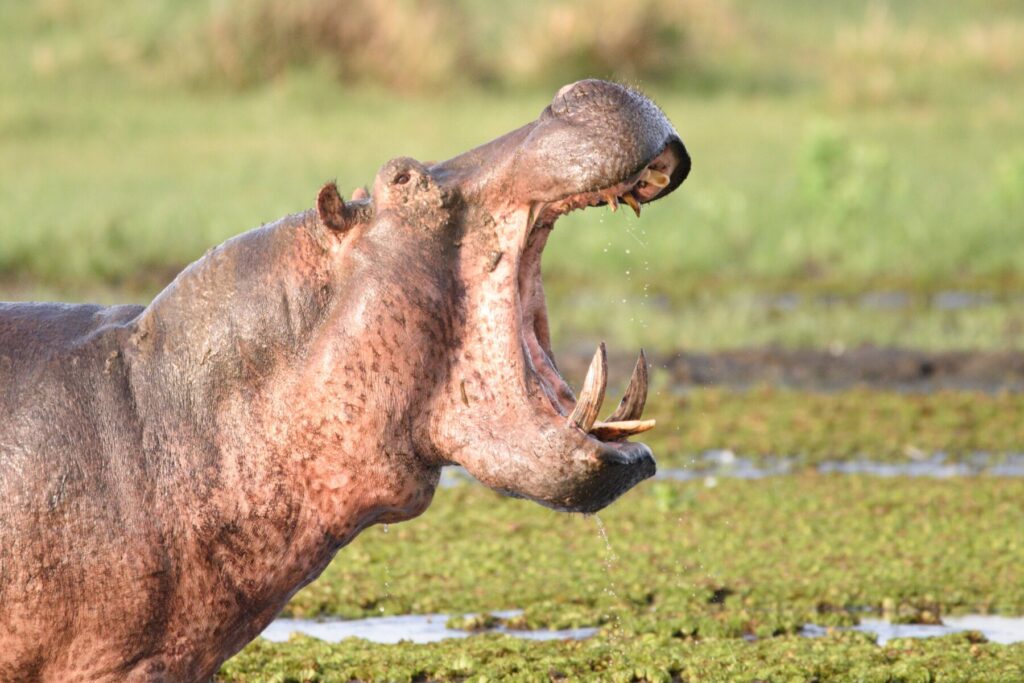A hippo roars in Uganda 