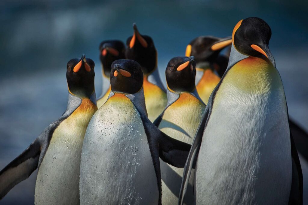 A group pf King Penguins in Antarctica 