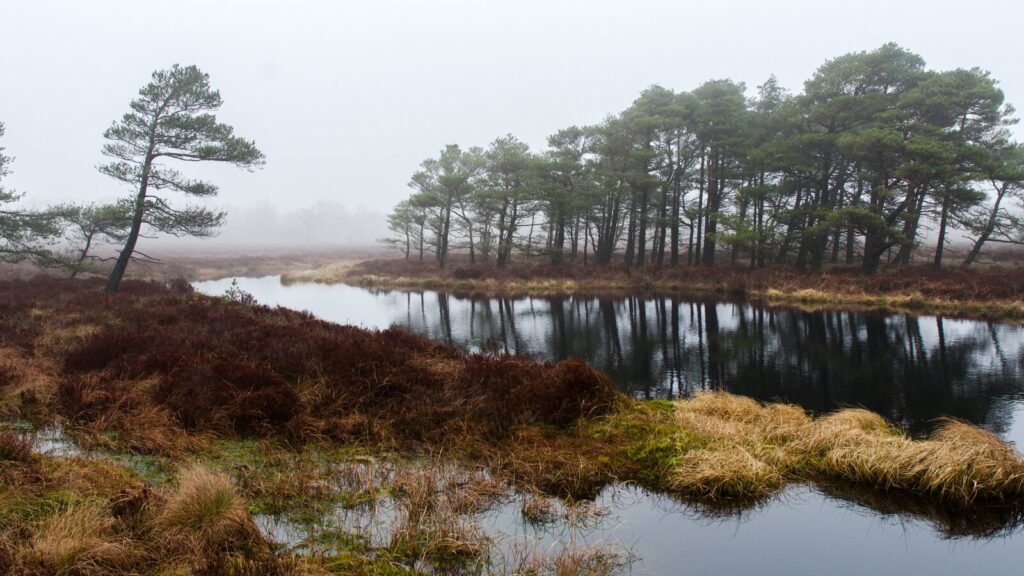 Mist settles over Muckle Moss Nature Reserve in Northumbria. 