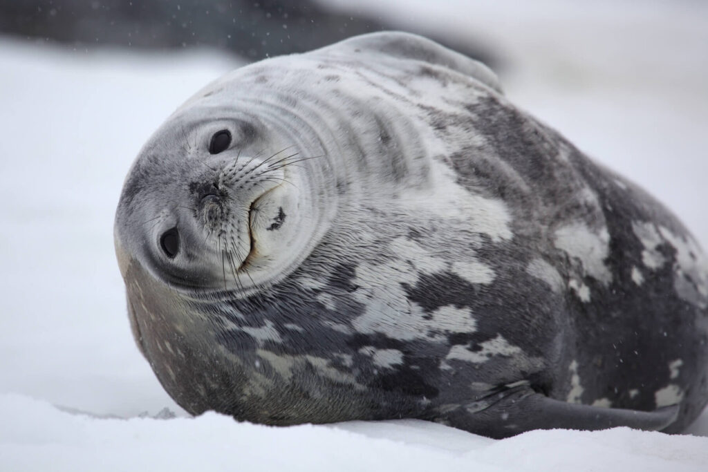 A weddell lazes on the snow in the Antarctic Peninsula