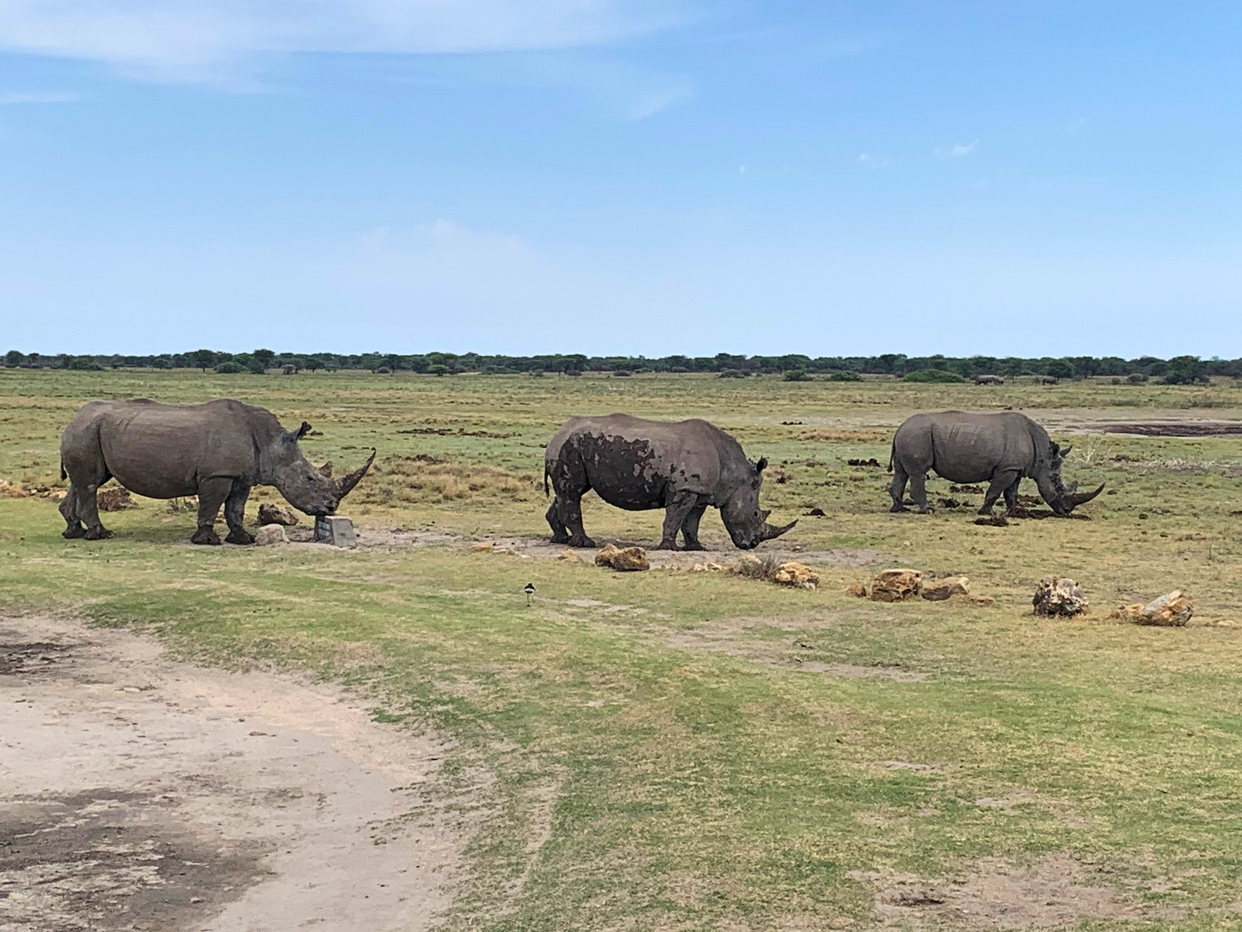 Rhinos grazing on a plane of low grass