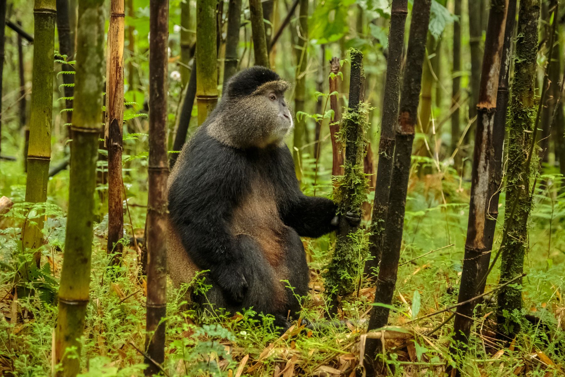 Photograph of a golden monkey sitting amongst bamboo shoots in Rwanda.