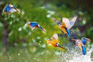 Several kingfishers diving into water to fish