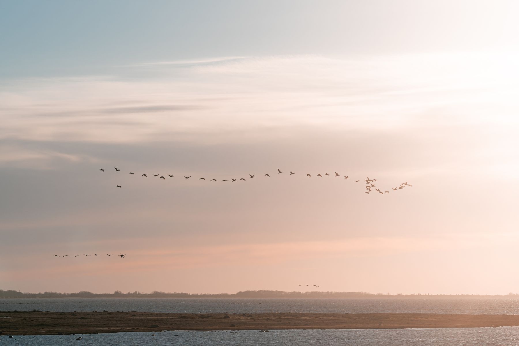 Birds flying over the Matsalu National Park in Estonia