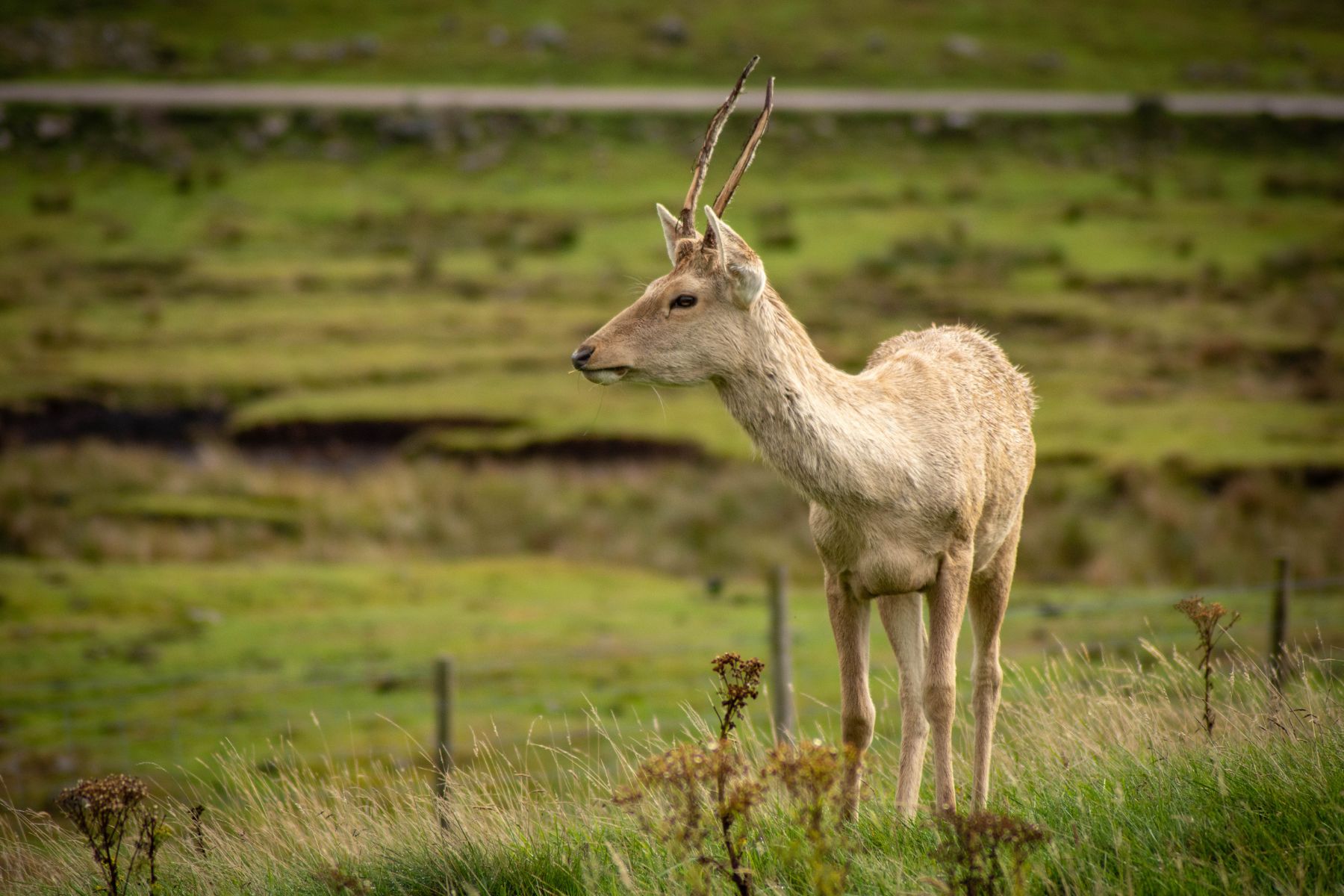 Bukara Deer, standing in a park