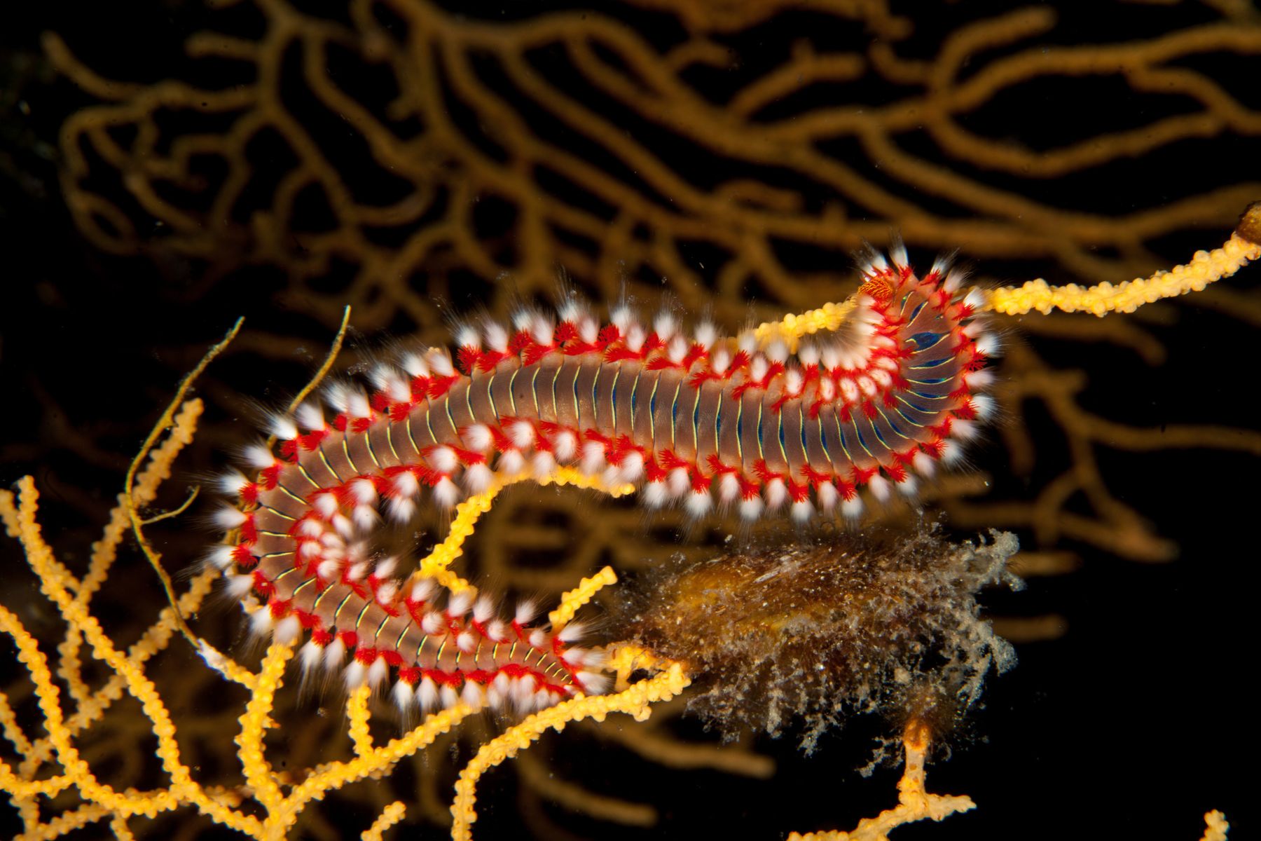 A bearded fireworm