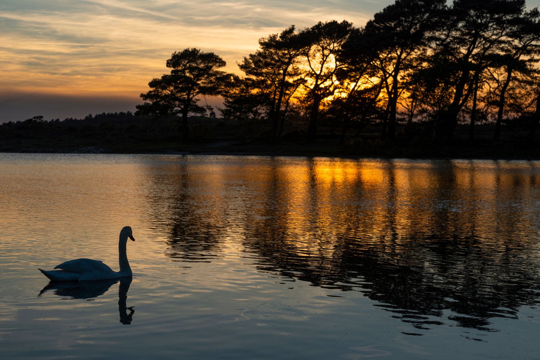 Swan on Hatchet Pond in the New Forest, United Kingdom