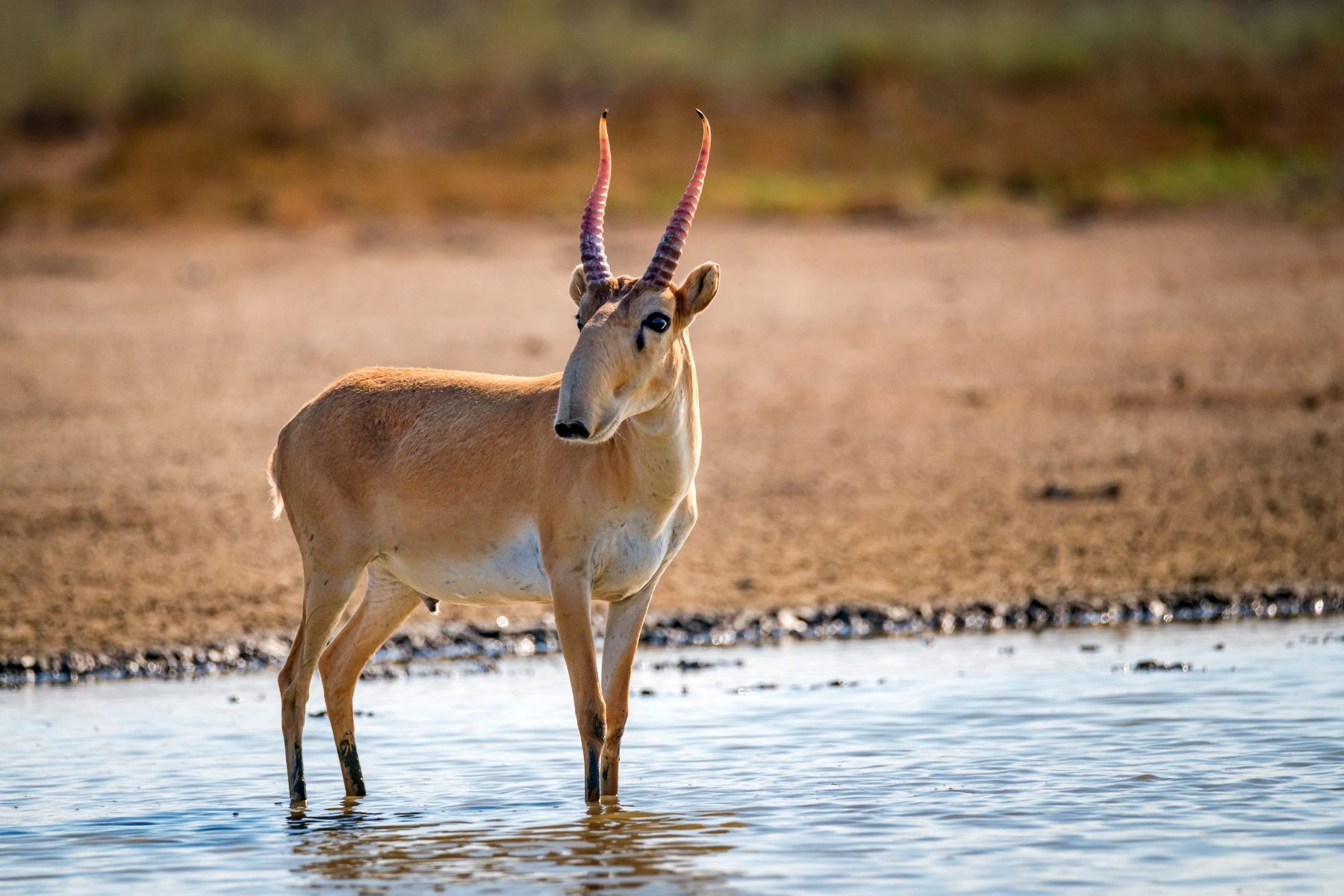 A Saiga antelope, wading in shallow water