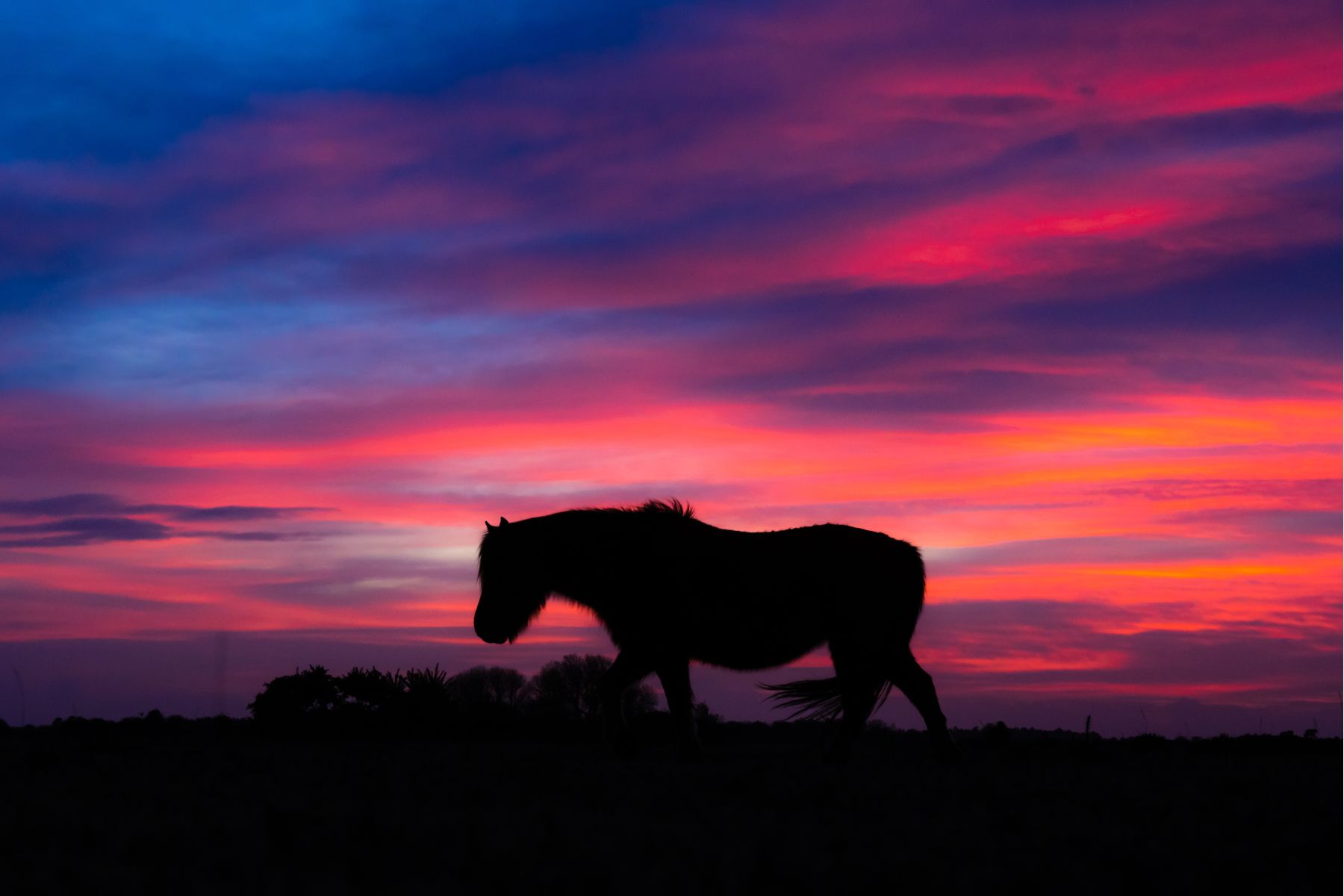 A New Forest Pony at Stoney Cross in the New Forest, United Kingdom