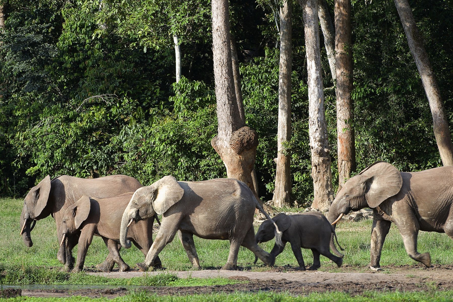 A herd of African Forest Elephants in the Congo Basin