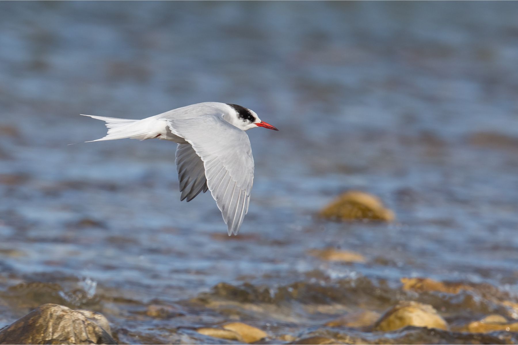 An adult Antarctic Tern in winter plumage, in flight against a blurred background of rocks and the sea, Cape Recife, South Africa