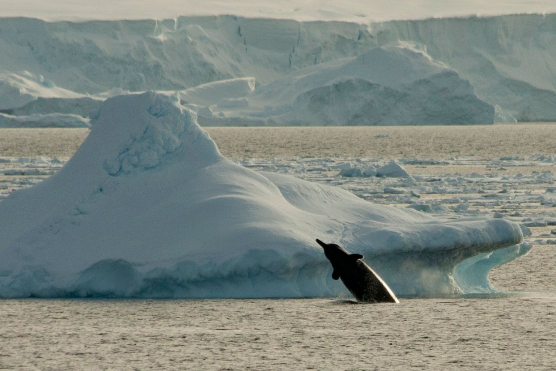 Beaked whale in Antarctica