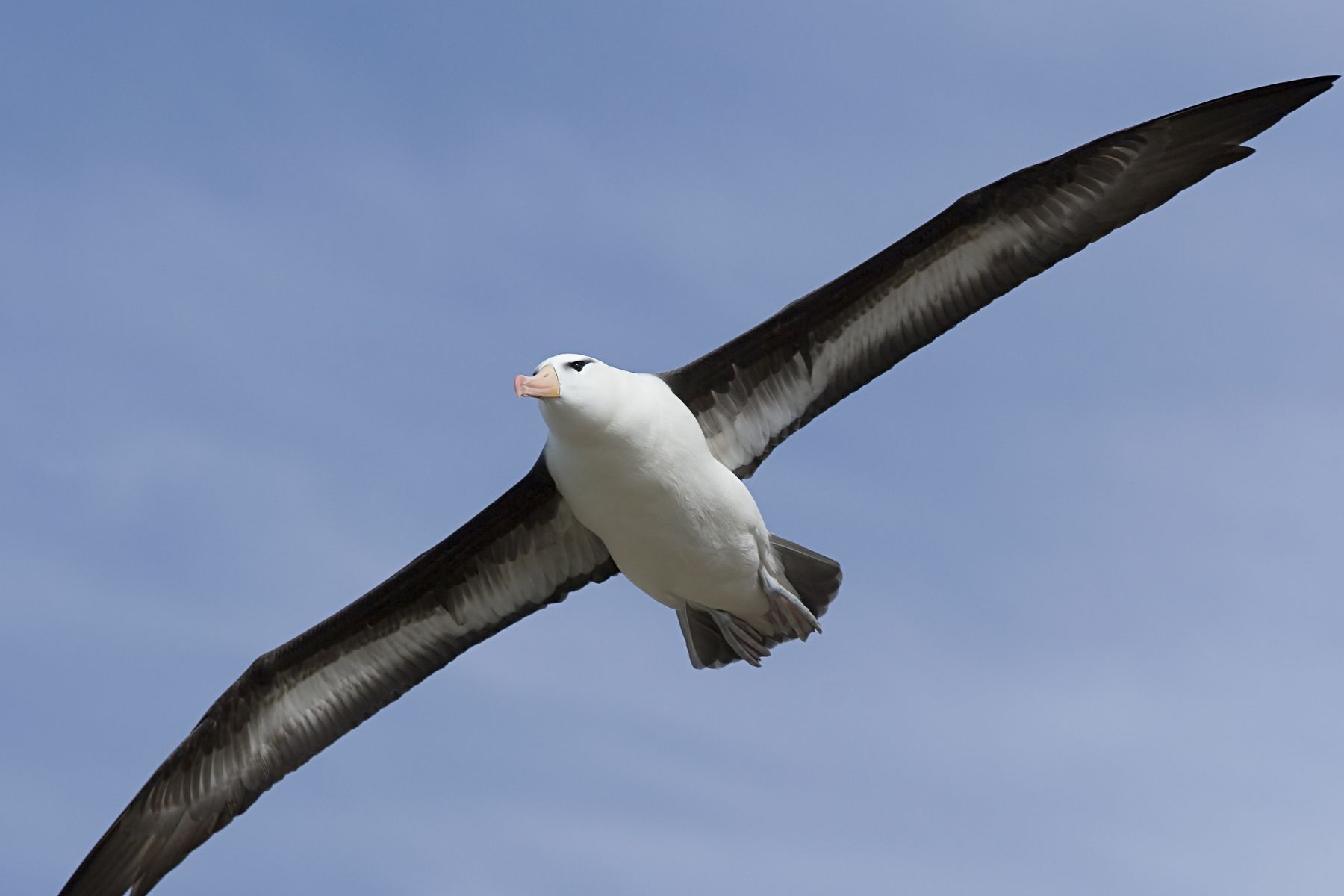 Black-browed albatross flying near Saunders Island, Falkland Islands