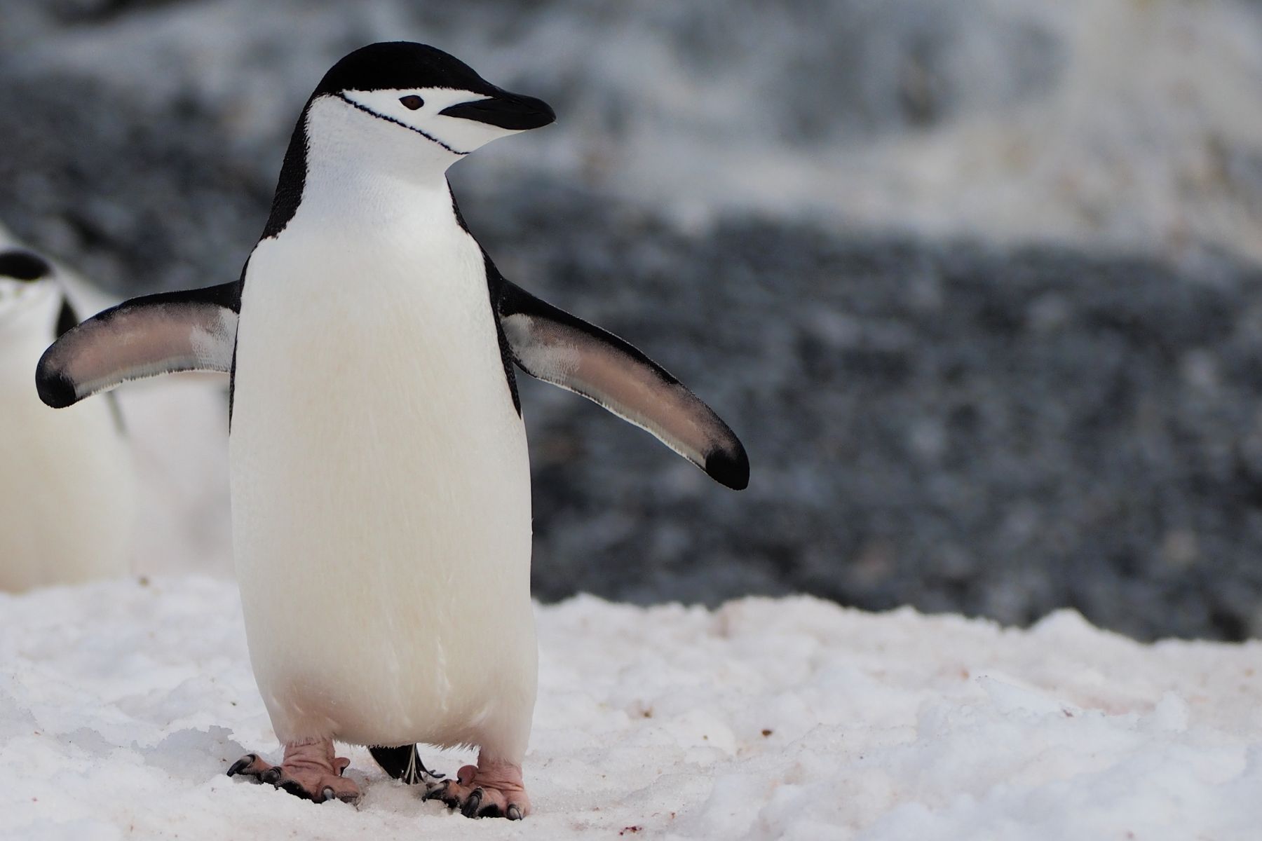 Chinstrap penguin on Halfmoon Island in Antarctica