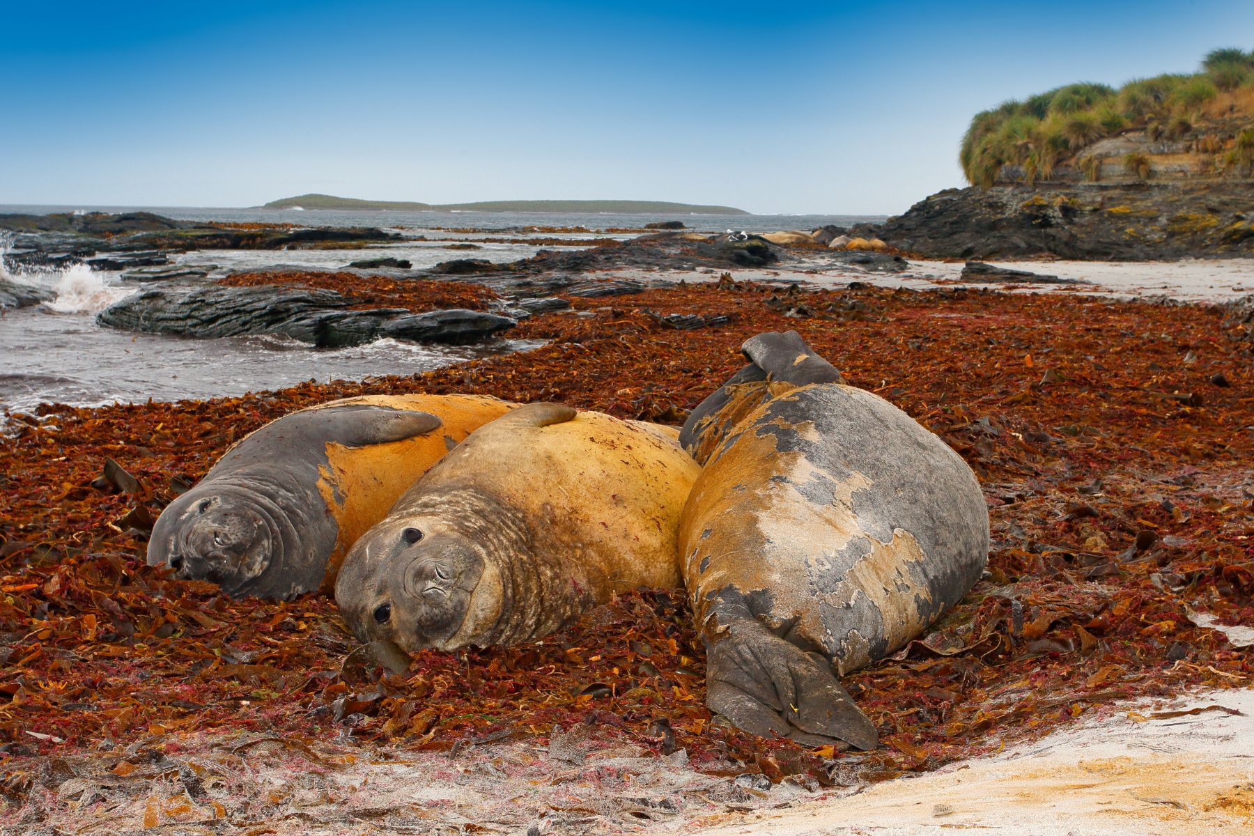 Elephant seals lying in the water pond, Falkland Islands