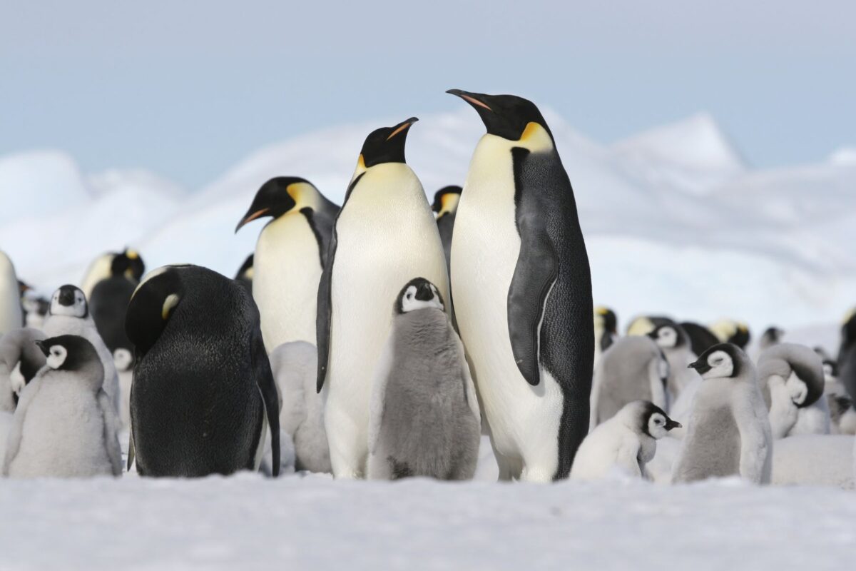 Emperor penguins standing together