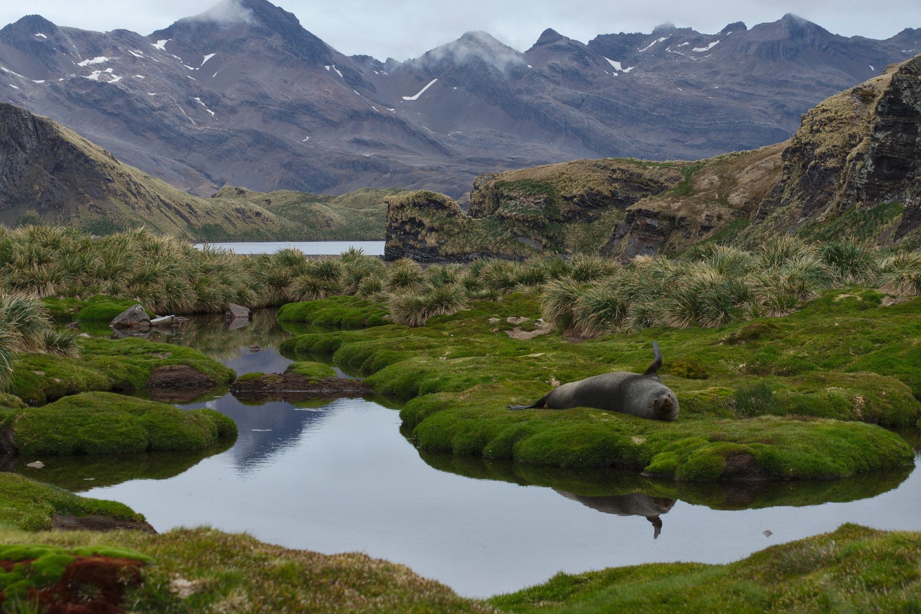 Fur Seal in a pool, South Georgia