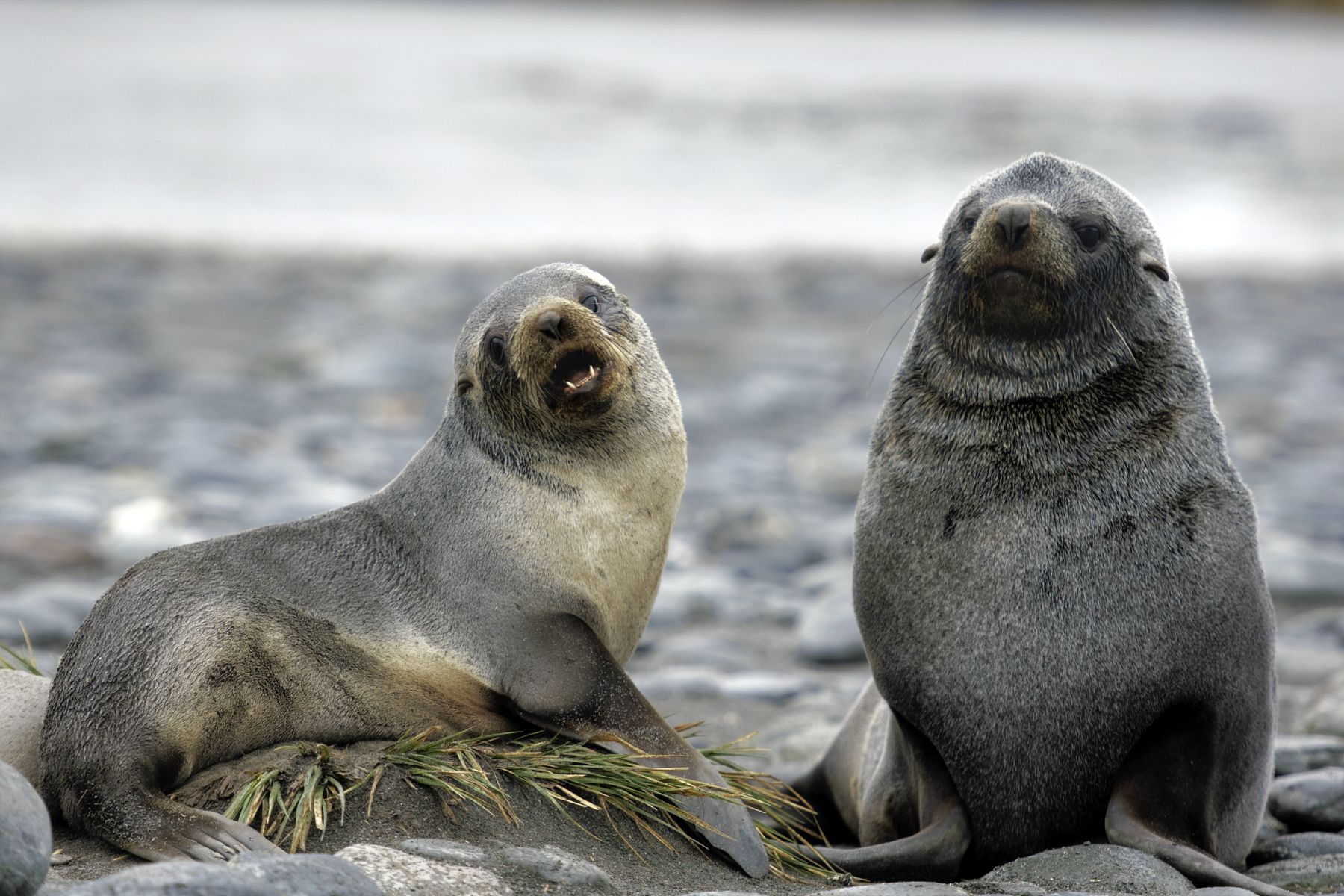 Antarctic Fur Seals