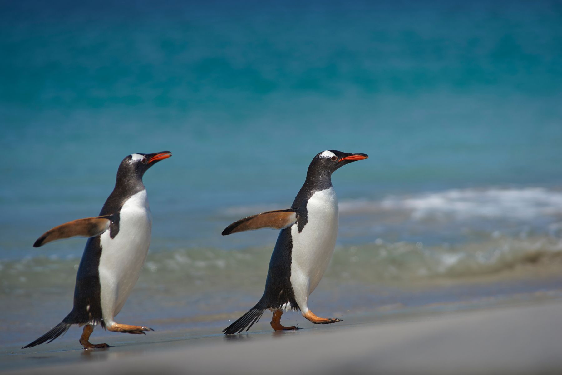 Gentoo Penguins emerging from the sea onto a large sandy beach on Bleaker Island in the Falkland Islands 
