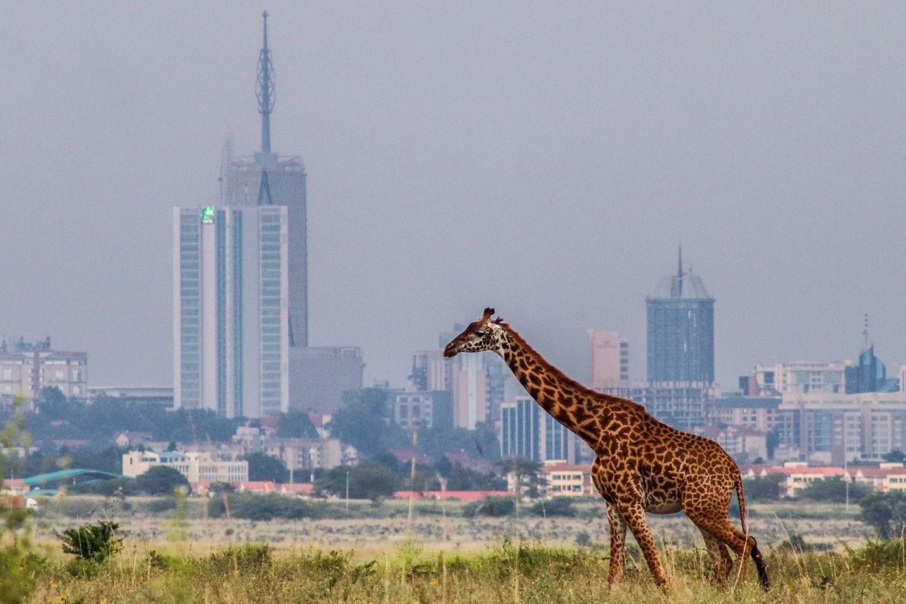 A giraffe in front of the Briam Tower in Nairobi, Kenya