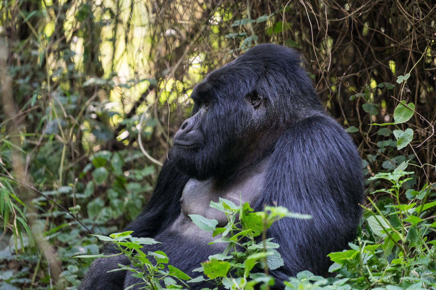 A gorilla seen during gorilla trekking in the Mgahinga Gorilla National Park, Uganda