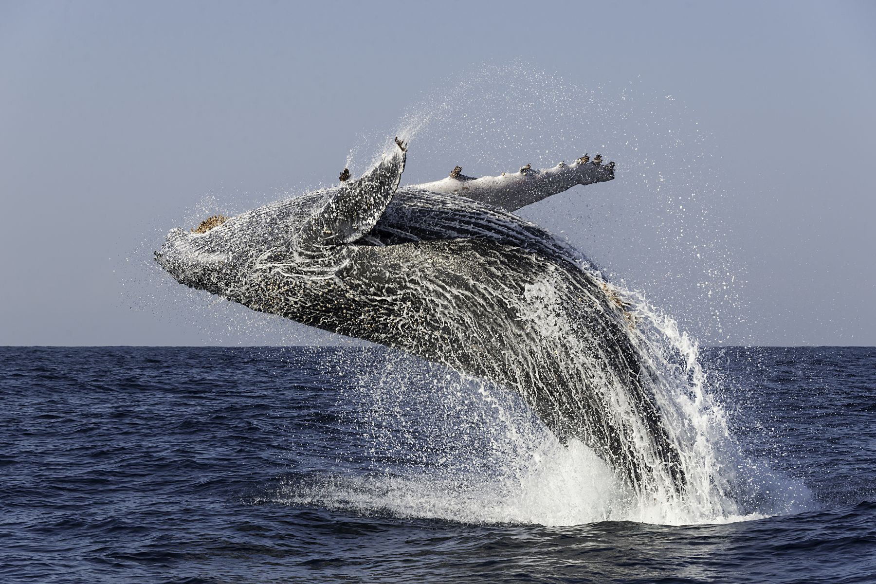 Humpback whale breaching during the annual migration