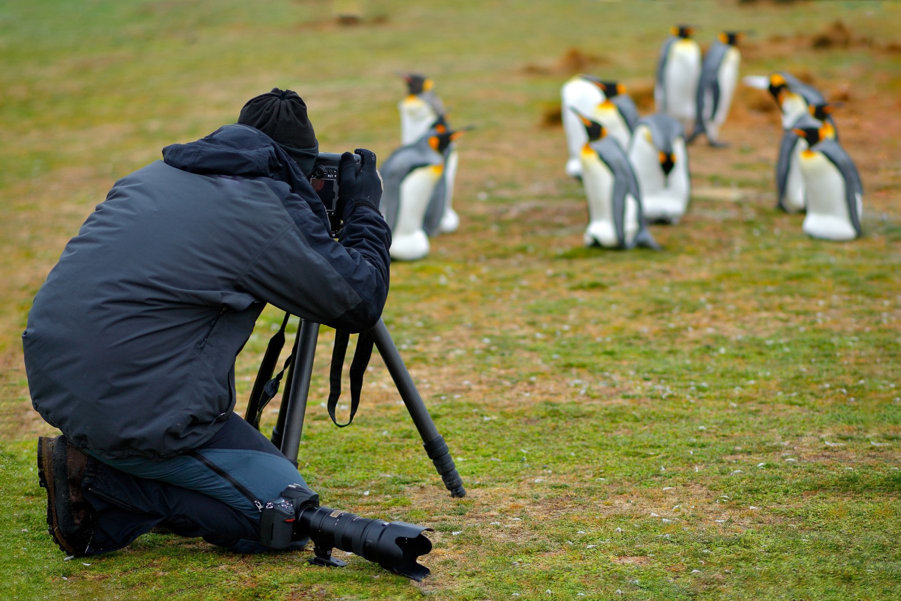 Photographer in king penguin colony, Falkland Islands
